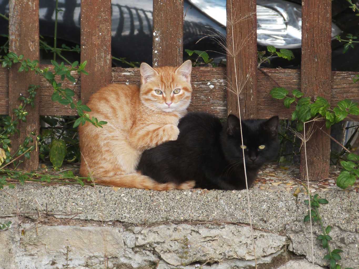 United colours of .....